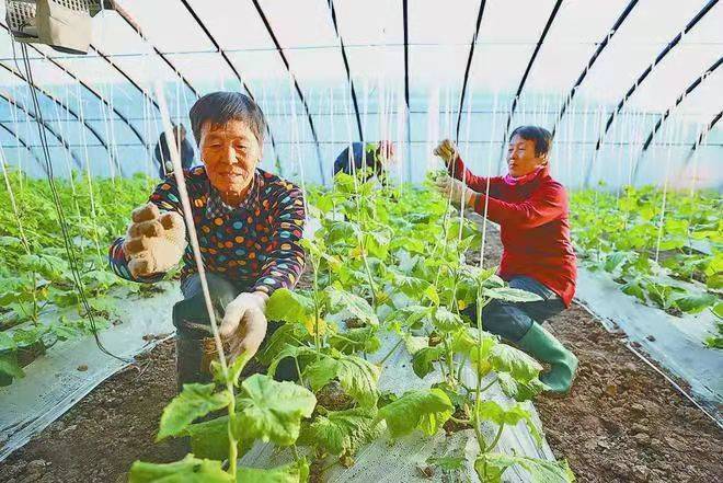 图为11月12日,在爱农农业创新驿站种植大棚内,农民正在进行田间管理.