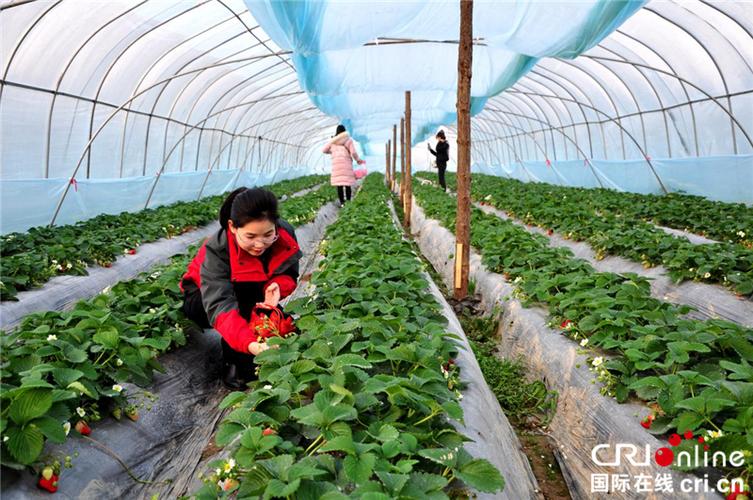 湖北天门:调整农业种植 棉农改种蔬果促增收