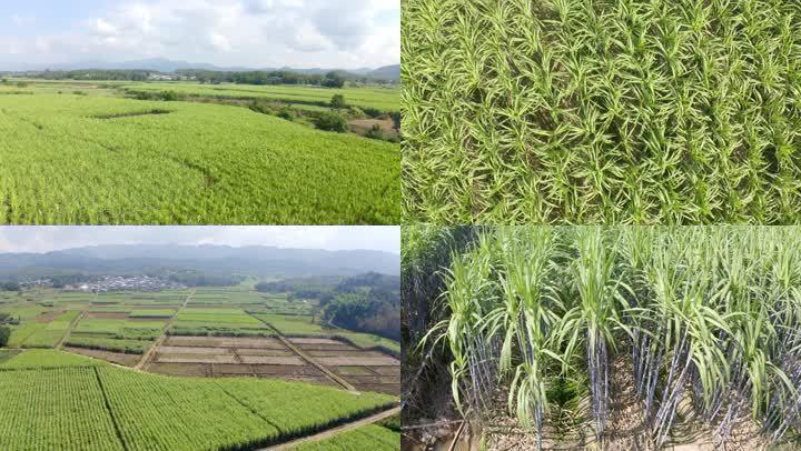 普洱永平规模化甘蔗农业种植航拍