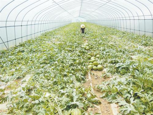 目前,蔡甸区成功管委会新帮现代都市农业示范园种植的西瓜,薯尖