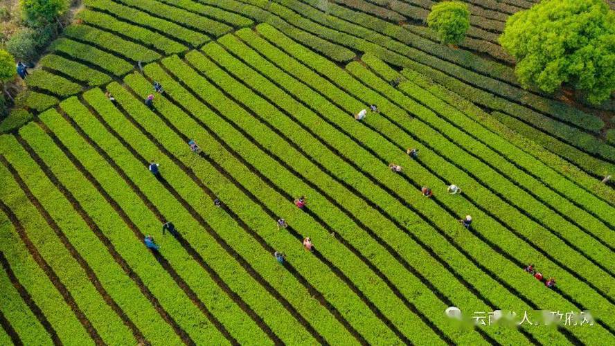 云南加快发展高原特色现代农业,打造世界一流"绿色食品牌"成效明显
