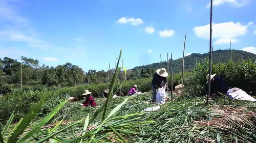 三泉农业生姜种植基地