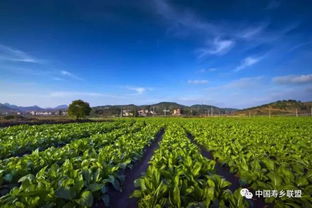 中国长寿之乡养生名优产品丨 龙旺荣记 牌连州菜心